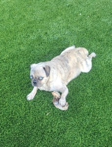 Cookie Pug