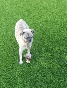 Cookie Pug