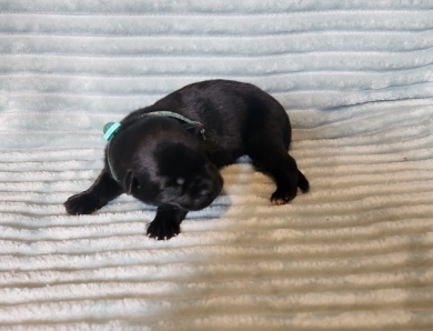 Teal Collar German Shepherd