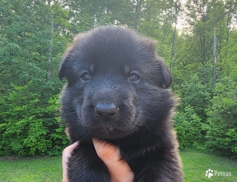 Hank Hank German Shepherd