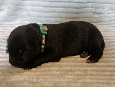 Teal Collar