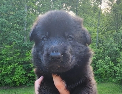 Hank German Shepherd
