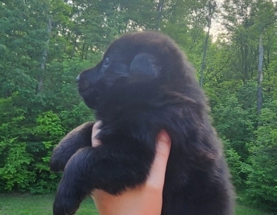 Hank German Shepherd