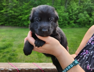 Forest German Shepherd