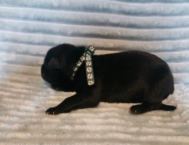 Dark Green Collar German Shepherd