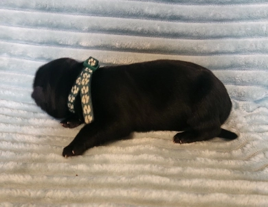 Dark Green Collar German Shepherd