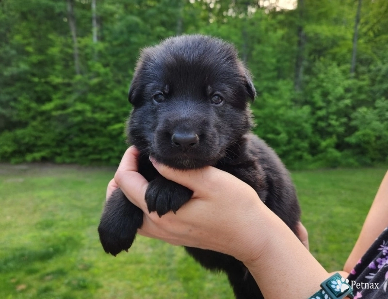 Forest Forest German Shepherd