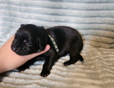 Dark Green Collar