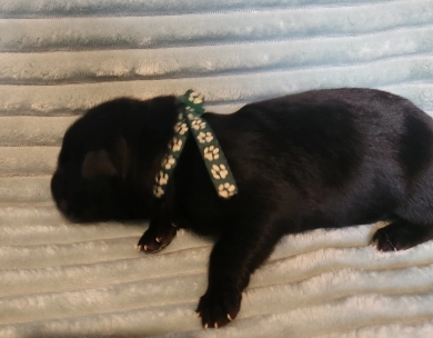 Dark Green Collar German Shepherd