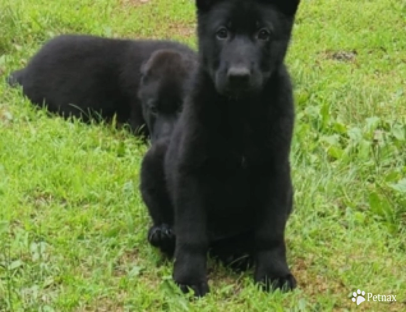 Forest Forest German Shepherd