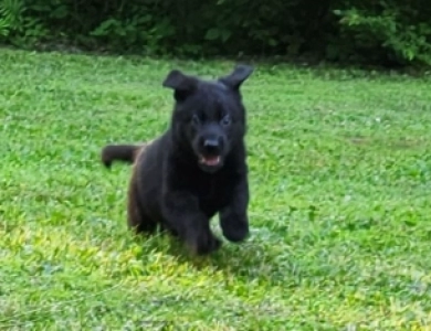 Forest German Shepherd