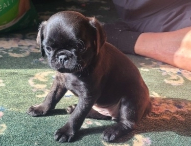Pretty  Girl Pug