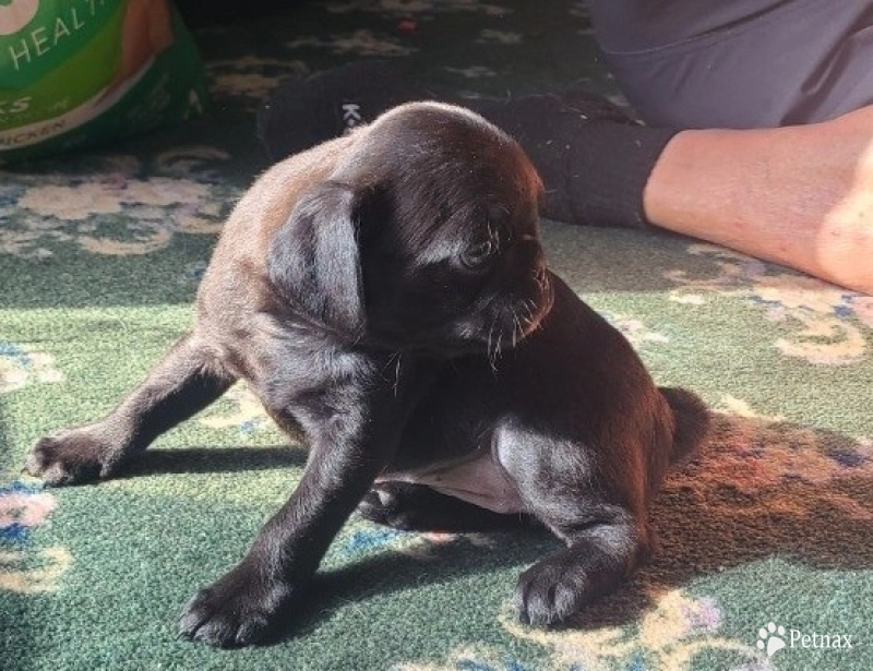 Pretty Girl Pretty Girl Pug