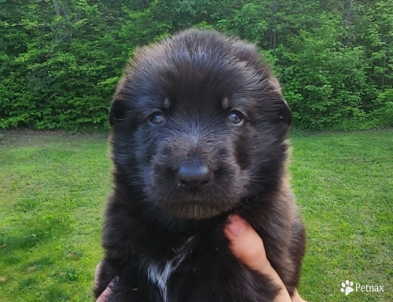 Waylon Waylon German Shepherd