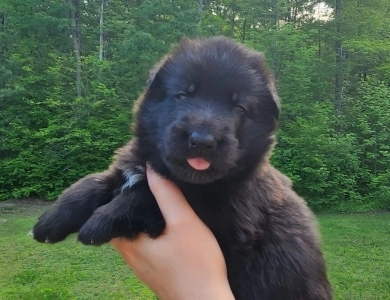 Waylon German Shepherd