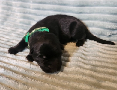 Green Collar