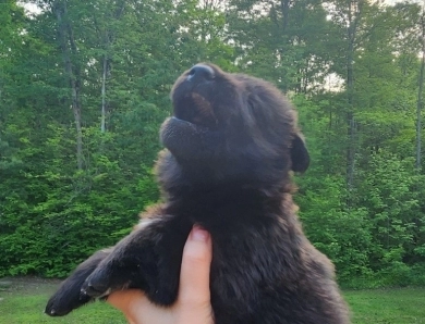 Waylon German Shepherd