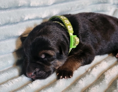 Lime Green Collar 