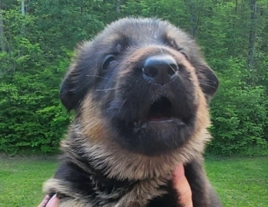 Chase German Shepherd