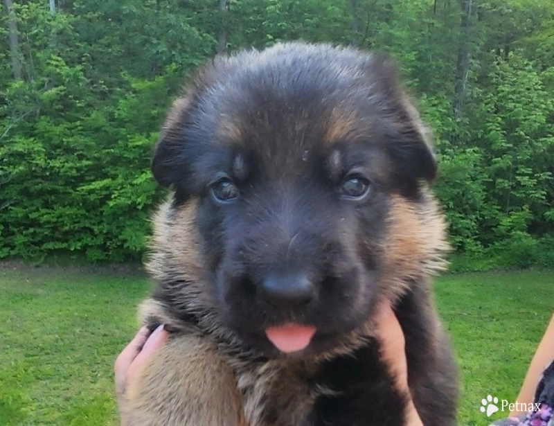 Chase Chase German Shepherd