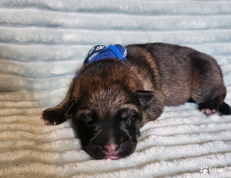 Blue Collar Blue Collar German Shepherd