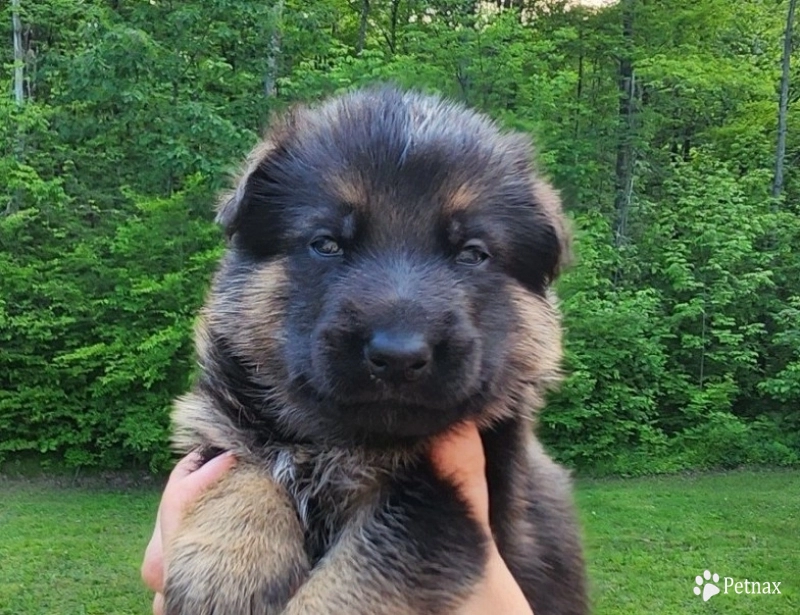 Dallas Dallas German Shepherd