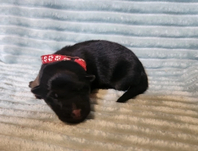 Red Collar 