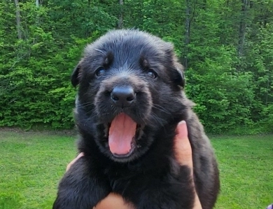 Jackson German Shepherd