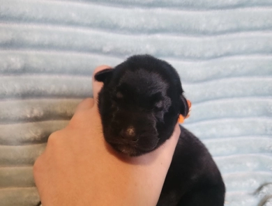 Jackson German Shepherd