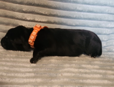 Orange Collar