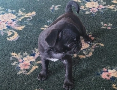 Tiny Girl