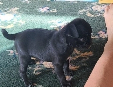 Tiny Girl Pug