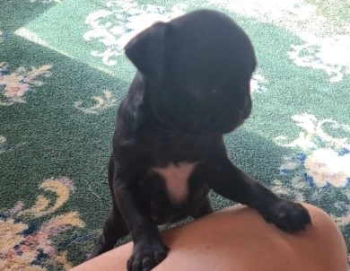 Tiny Girl Pug