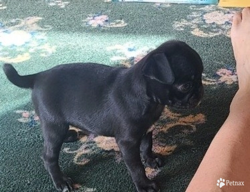 Tiny Girl Pug