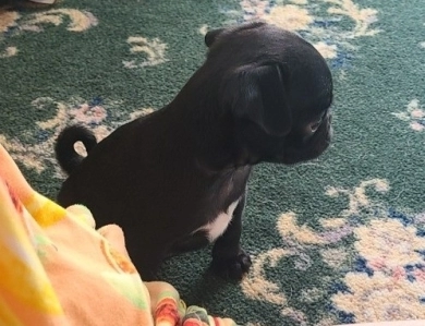 Tiny Girl Pug