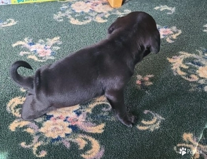 nub nub nub nub Pug
