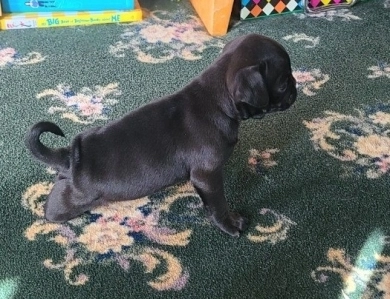nub nub Pug