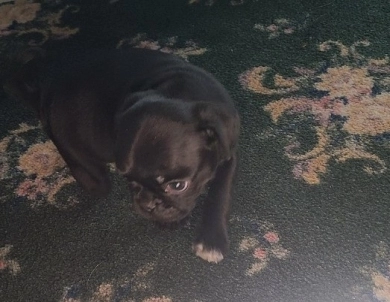 nub nub Pug