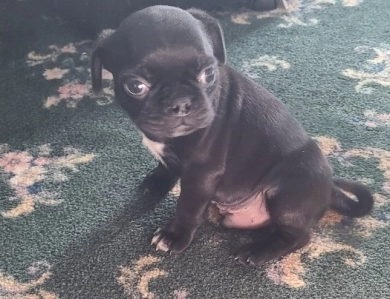 nub nub Pug
