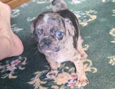 Silver Merle  Pug