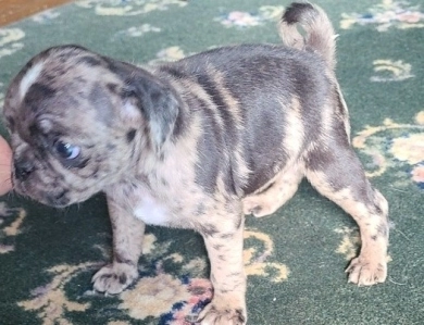 Silver Merle 