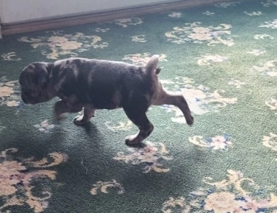 Silver Merle  Pug