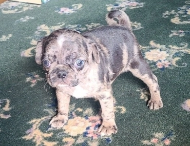 Silver Merle  Pug