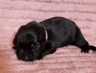 Nova