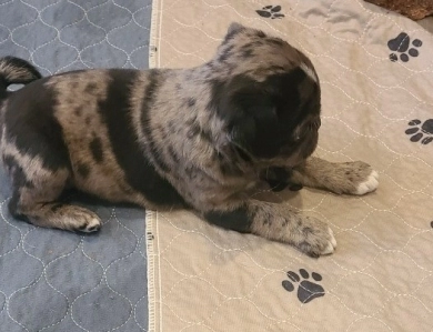 Big Girl Pug