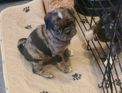 Big Girl Pug