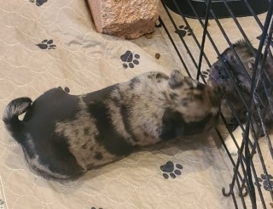 Big Girl Pug
