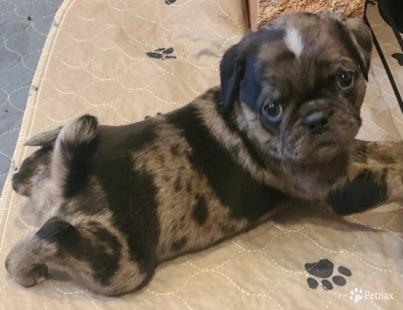 Big Girl Pug