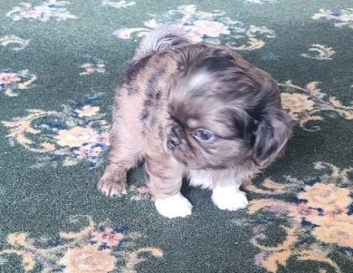 Fluffy boy Pug