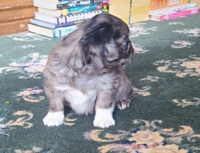 Fluffy boy Pug
